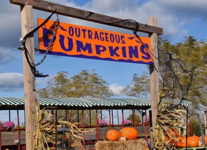 Where is Outrageous Pumpkins filmed 2023 Season 𝕸𝖆𝖘𝖙𝖊𝖗 𝕽𝖊𝖕𝖑𝖎𝖈𝖆 𝕾𝖍𝖔𝖕