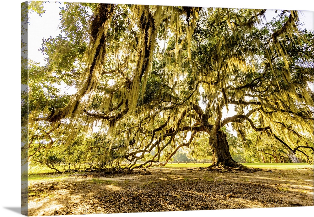 A Perfect Cut Tree in NOLA in New Orleans